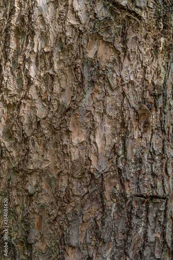 Tree bark close-up. Selective focus with shallow depth of field. Tree bark close-up. Selective focus with shallow depth of field.