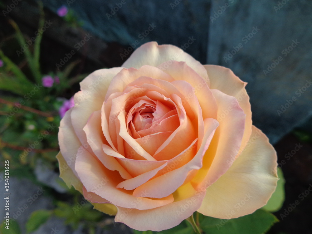 Fototapeta premium yellow rose close up