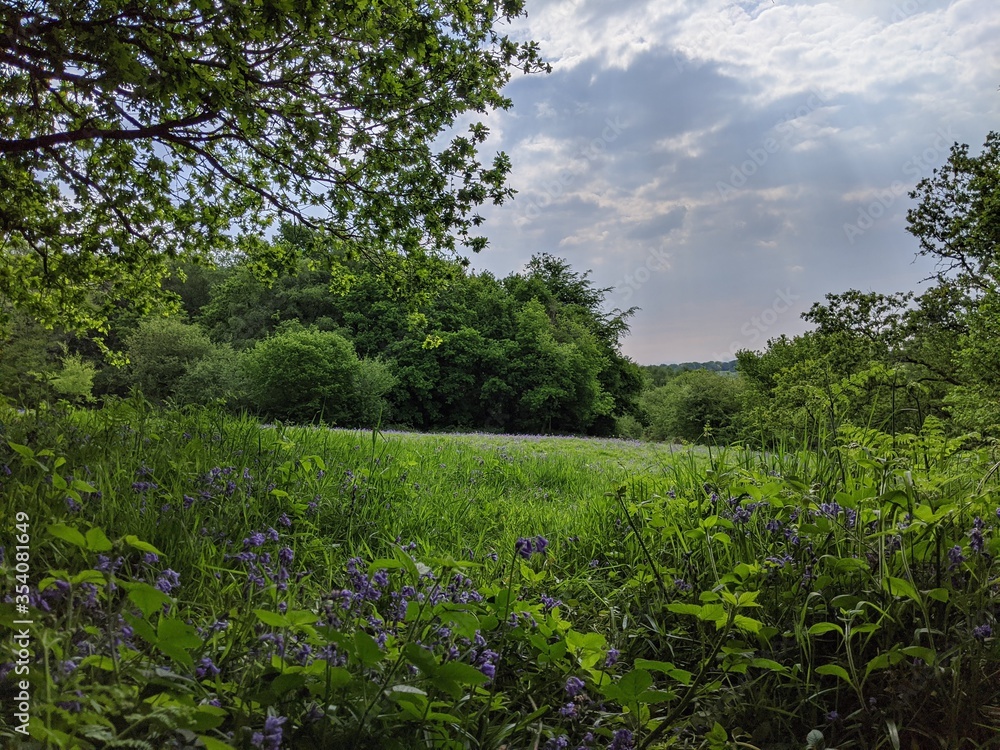 green field and blue sky with trees and bluebells 