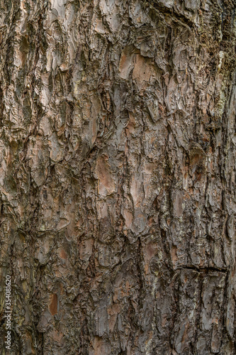 Fototapeta Naklejka Na Ścianę i Meble -  Tree bark close-up. Selective focus with shallow depth of field.