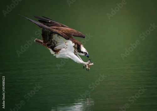 An osprey (Pandion Haliaetus) diving into water and hunting fish with spread curved claws in Sindian, Taiwan