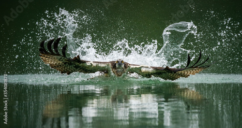 Tableau sur toile A front view photo of an osprey hunting fish and emerging from splashed water wi