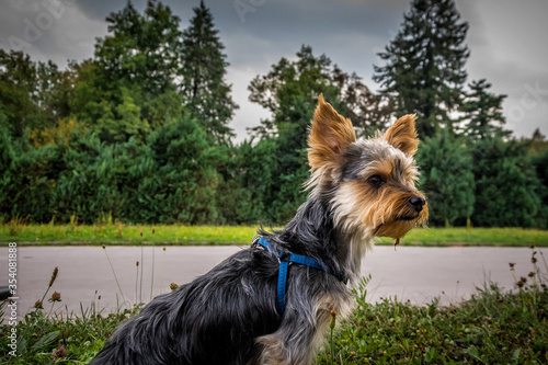 Yorkshire Terrier Yorkie sitting on grass