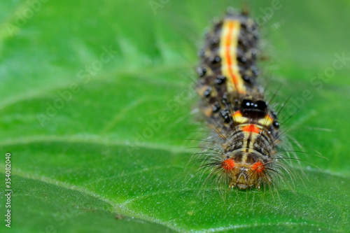 caterpillar on leaf © rajan lee 