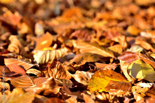 Background of golden autumn fallen leaves on ground.