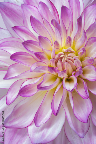 Macro of pink and white dahlia 