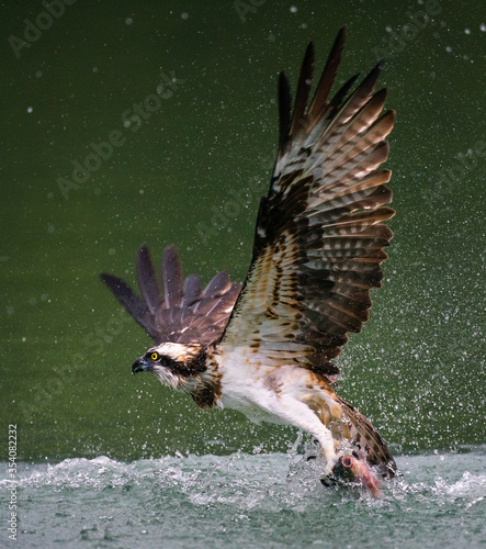 A close-up shot of an osprey hunting from water and holding trout fish in its claws in Sindian, Taipei © Ching