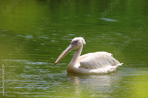 pelican on the water