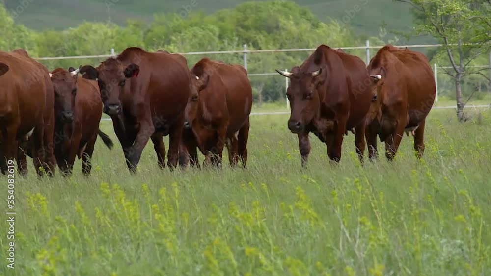 Herd of cows grazing in a field in the meadow. the herd goes on camera Herd of cows grazing in a field in the meadow. the herd goes on camera