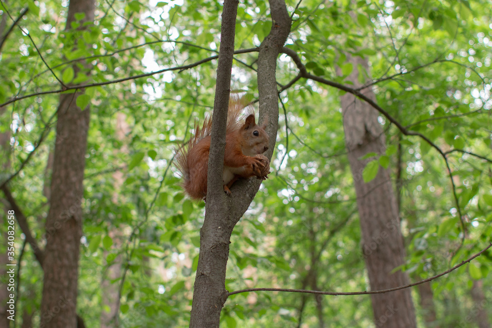 squirrel eating a walnut on a branch