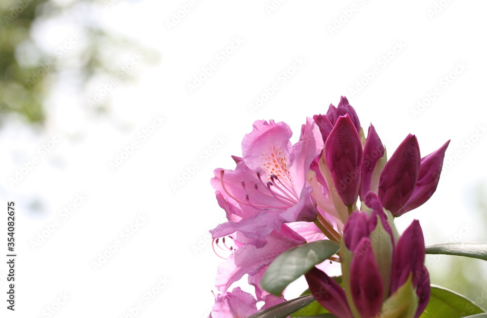 The first flowers of rhododendron in late spring The first flowers of rhododendron in late spring