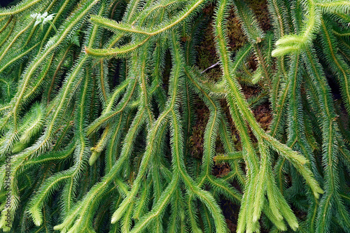 Rock tassel fern (Phlegmariurus squarrosus). Called Water tassel fern also photo