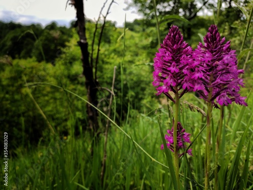 Fototapeta Naklejka Na Ścianę i Meble -  purple flowers in the field