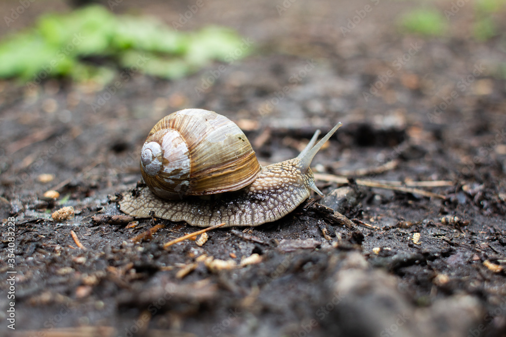 big snail on the ground in the forest big snail on the ground in the forest
