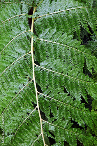 Limpleaf fern (Microlepia speluncae) photo