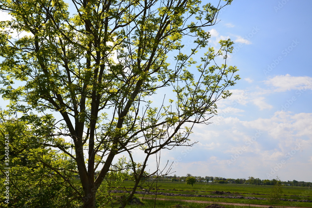 Obraz premium Marschbahndamm_034 