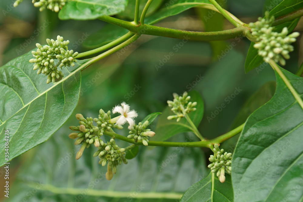 Roughbark lignum-vitae (Guaiacum officinale). Called Guaiacwood also Roughbark lignum-vitae (Guaiacum officinale). Called Guaiacwood also
