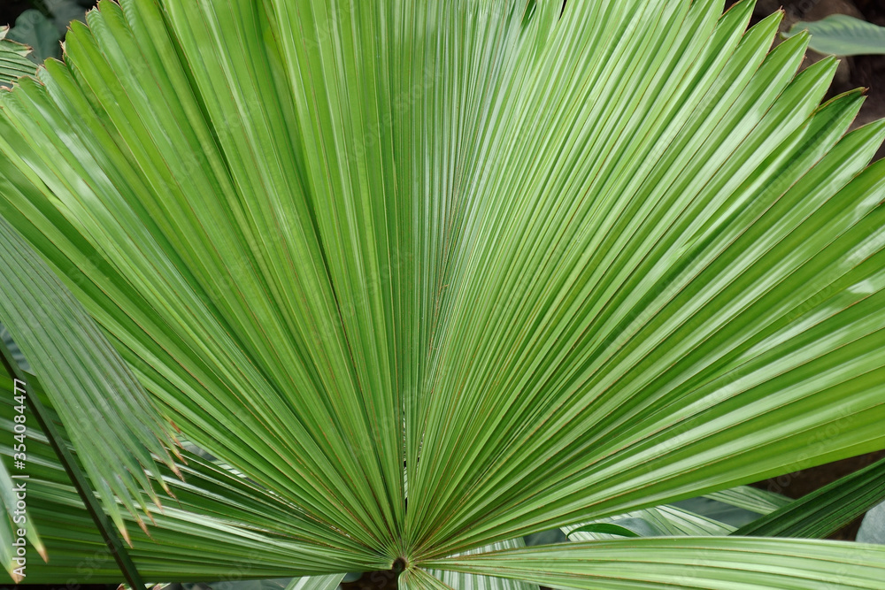 Fototapeta premium Australian fan palm (Licuala ramsayi). Called Queensland also
