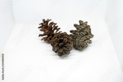 pine cones on white background