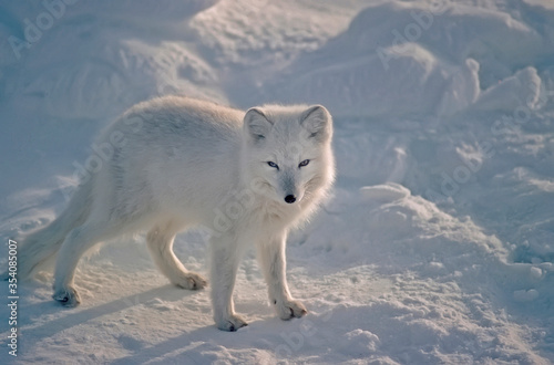 Arctic fox in Canadian Arctic