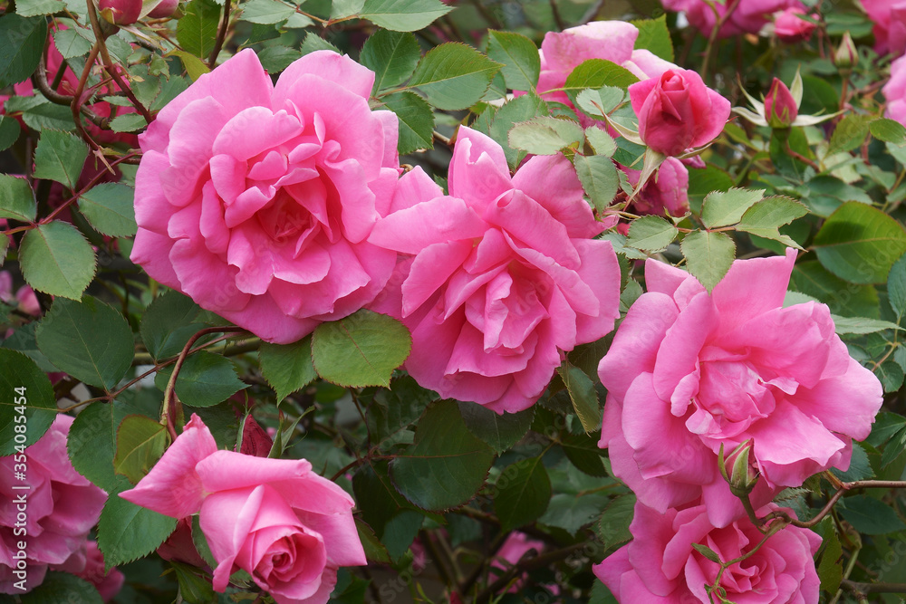 Hybrid rose flowers (Rosa)