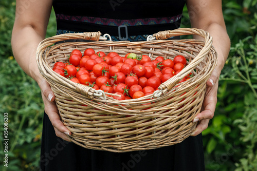 a basket of organic cherry tomatoes