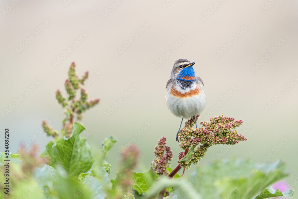Obraz premium Awesome portrait of Bluethroat among the flowers (Luscinia svecica)