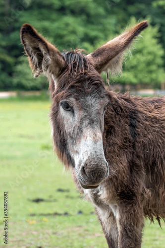 Close up  of a donkey in a game park 