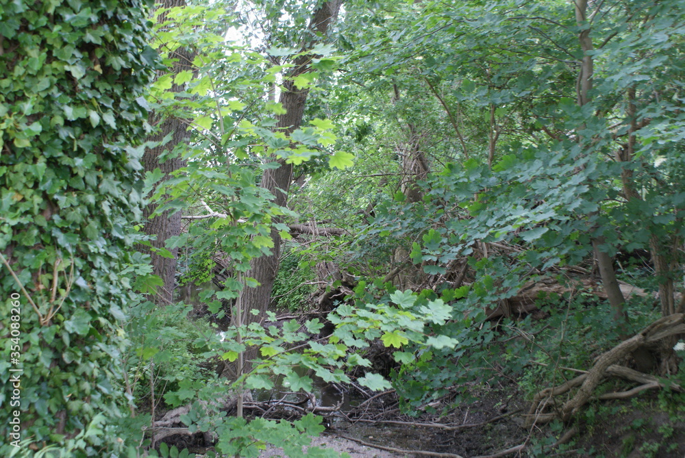 Obraz premium forest - tree - branch - ivy - log - beaver