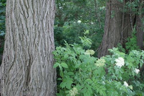 forest - tree - branch - ivy - log - beaver