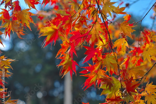 青空をバックに色鮮やかな紅葉 © pocketalbum