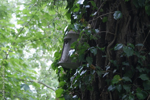 forest - tree - branch - ivy - log - beaver