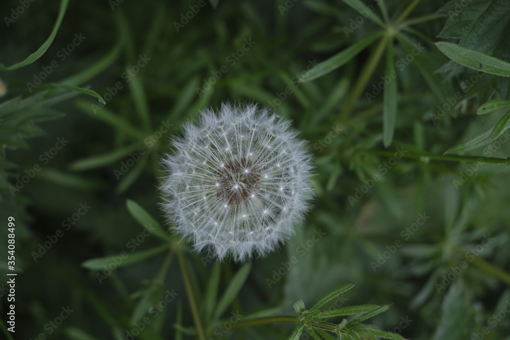 dandelion on green background