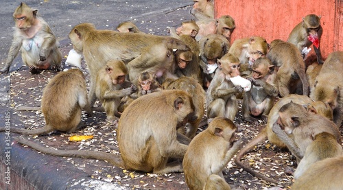 Group of monkeys scramble to eating food. © Worawat