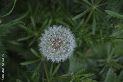 dandelion on green background