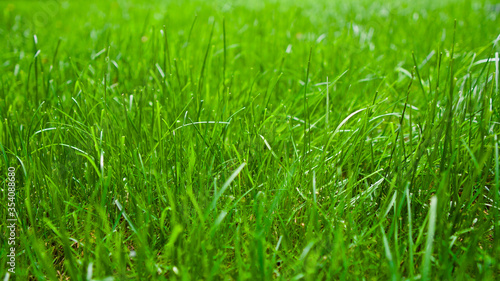 Grass background green field. Focus is on the front and back.