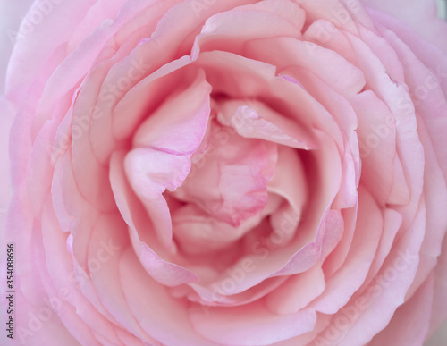 pink rose close up