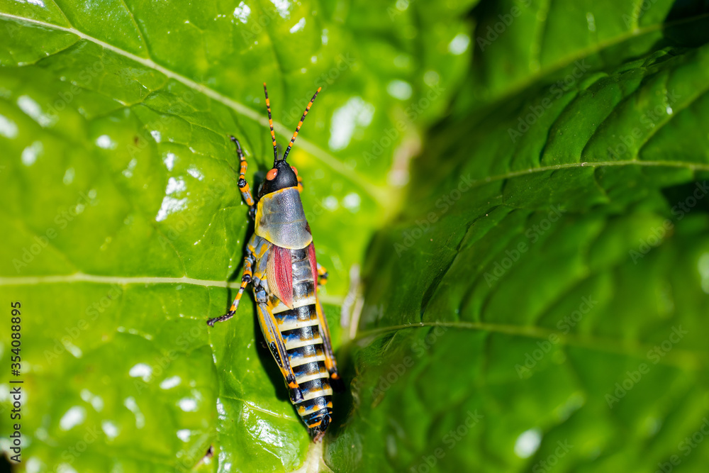 Close up shot of grasshopper on green leaf Close up shot of grasshopper on green leaf