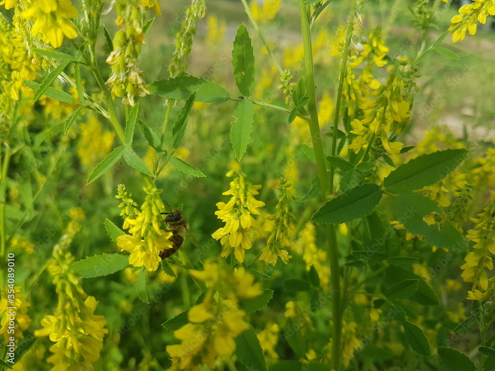 bee collects pollen from yellow flower bee collects pollen from yellow flower