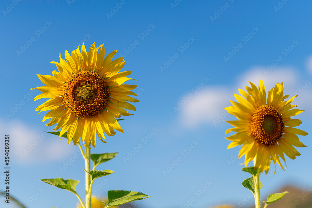 Sunflower with blue sky background Sunflower with blue sky background