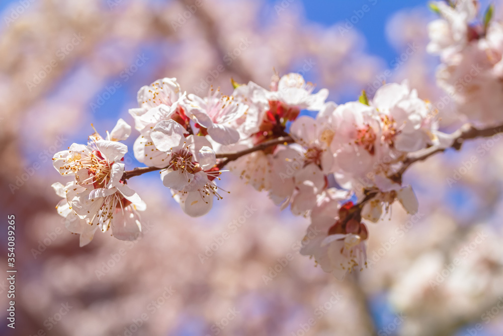 Apricot blossom in april on a transparent spring day in bright sunlight Apricot blossom in april on a transparent spring day in bright sunlight