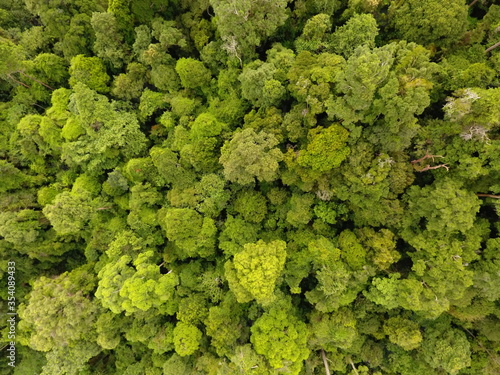 Forest view from drone