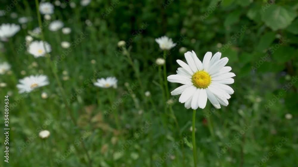 Single Daisy shot against green grass_Ungraded_Sony A73 Single Daisy shot against green grass_Ungraded_Sony A73