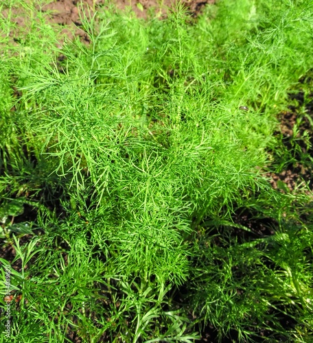 sprouting dill in the vegetable garden close-up