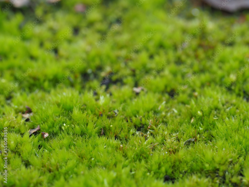 close-up of a bright green background of moss. Selective focus, blurred background close-up of a bright green background of moss. Selective focus, blurred background