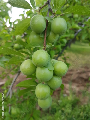 green plum on a plum tree