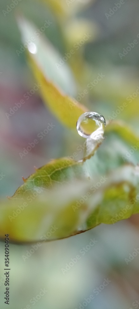 Fototapeta premium drop of water