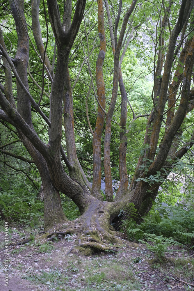 trees in the forest