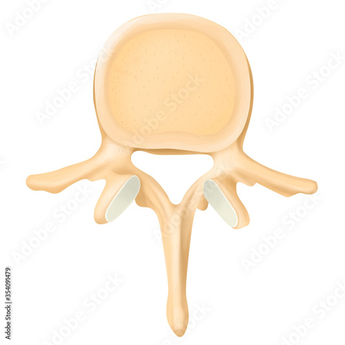 Photos The lumbar vertebrae are in body human.