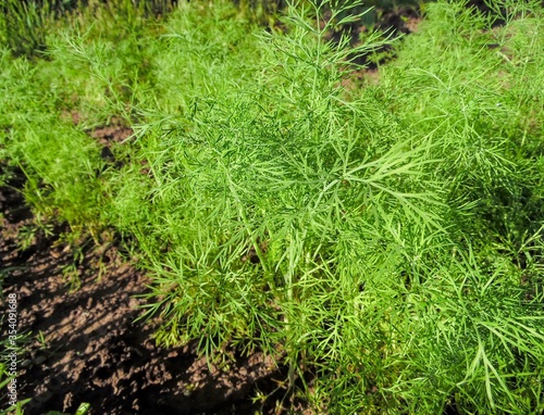 sprouting dill in the vegetable garden close-up